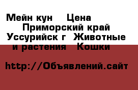 Мейн кун  › Цена ­ 35 000 - Приморский край, Уссурийск г. Животные и растения » Кошки   